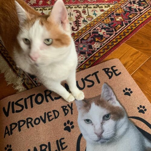 Personalized Cat Doormat - Visitors Must Be Approved photo review